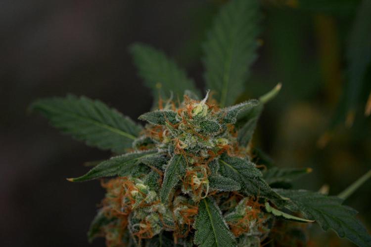 Purple Haze By Zamnesia Pheno A. Week 11 - Purple Haze Pheno A