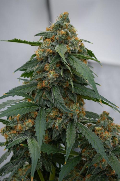 Purple Haze By Zamnesia Pheno A. Week 11 - Purple Haze Pheno A