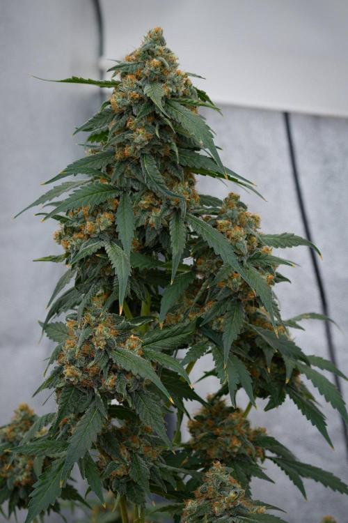 Purple Haze By Zamnesia Pheno A. Week 11 - Purple Haze Pheno A