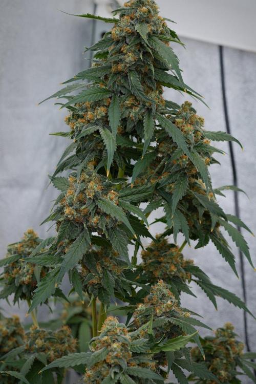 Purple Haze By Zamnesia Pheno A. Week 11 - Purple Haze Pheno A
