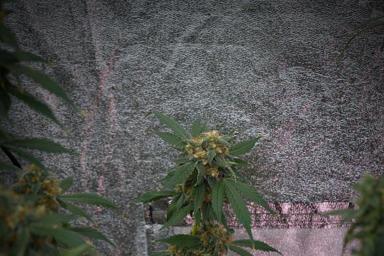 Purple Haze By Zamnesia Pheno A. Week 11 - Purple Haze Pheno A