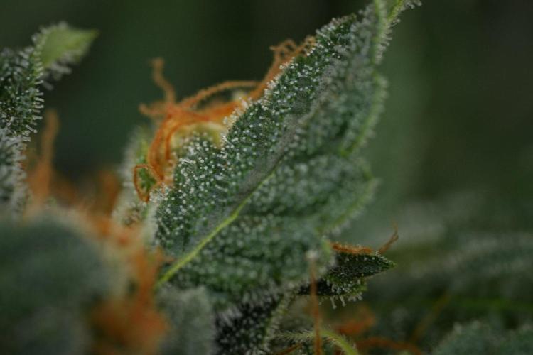 Purple Haze By Zamnesia Pheno A. Week 11 - Purple Haze Pheno A