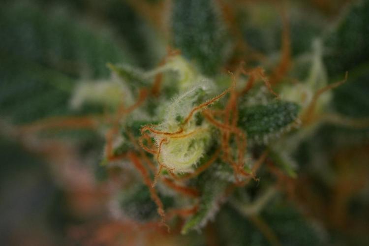 Purple Haze By Zamnesia Pheno A. Week 11 - Purple Haze Pheno A