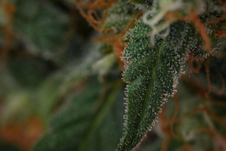 Purple Haze By Zamnesia Pheno A. Week 11 - Purple Haze Pheno A
