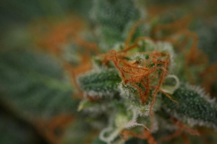 Purple Haze By Zamnesia Pheno A. Week 11 - Purple Haze Pheno A