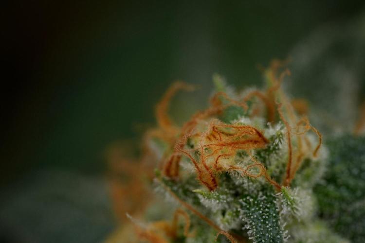 Purple Haze By Zamnesia Pheno A. Week 11 - Purple Haze Pheno A