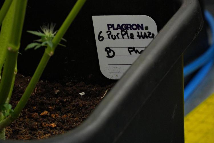 Pheno B Purple Haze By Zamnesia. Week 11 - Pheno B Purple Haze