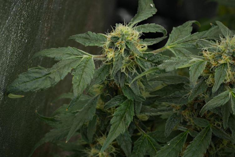 Pheno B Purple Haze By Zamnesia. Week 11 - Pheno B Purple Haze