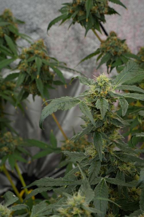 Pheno B Purple Haze By Zamnesia. Week 11 - Pheno B Purple Haze