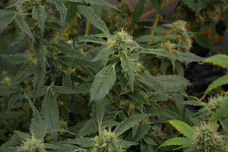 Pheno B Purple Haze By Zamnesia. Week 11 - Pheno B Purple Haze