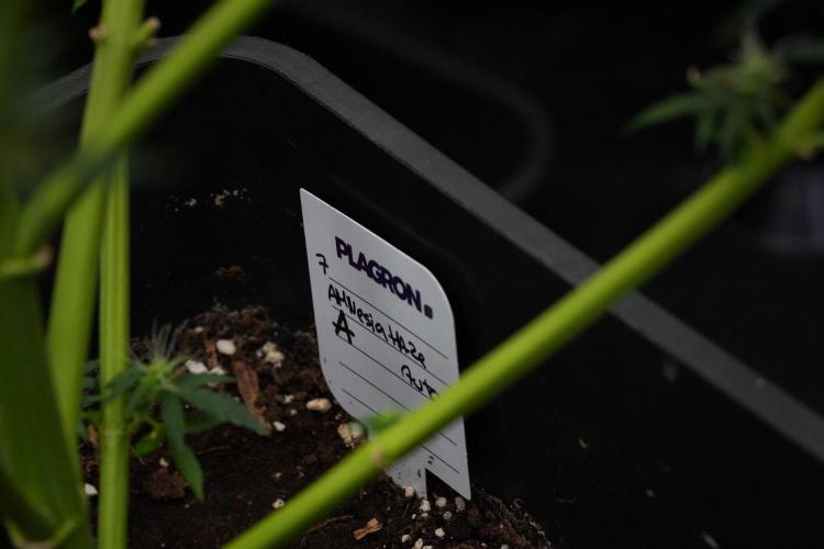 Amnesia Haze Auto by Zamnesia Pheno A. Week 11 - Amnesia Haze Auto Pheno A