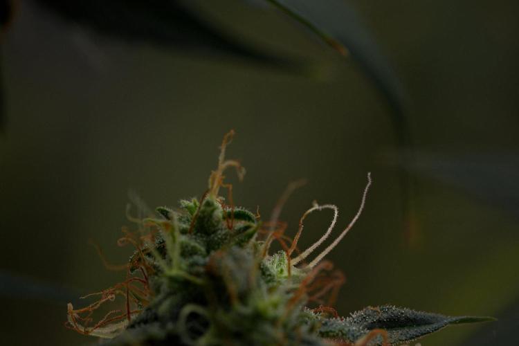 Amnesia Haze Auto by Zamnesia Pheno A. Week 11 - Amnesia Haze Auto Pheno A