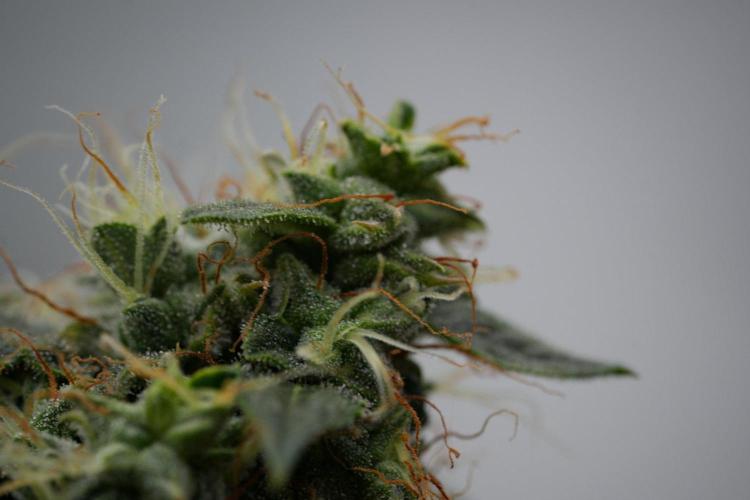 Amnesia Haze Auto by Zamnesia Pheno A. Week 11 - Amnesia Haze Auto Pheno A