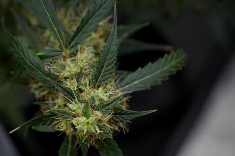Amnesia Haze Auto by Zamnesia Pheno A. Week 11 - Amnesia Haze Auto Pheno A
