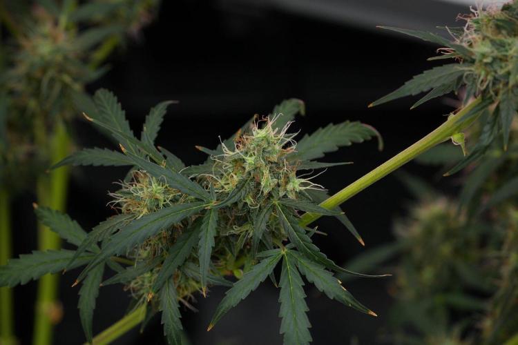 Amnesia Haze Auto by Zamnesia Pheno A. Week 11 - Amnesia Haze Auto Pheno A