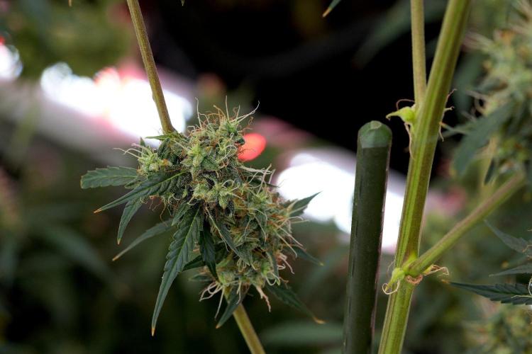 Amnesia Haze Auto by Zamnesia Pheno A. Week 11 - Amnesia Haze Auto Pheno A