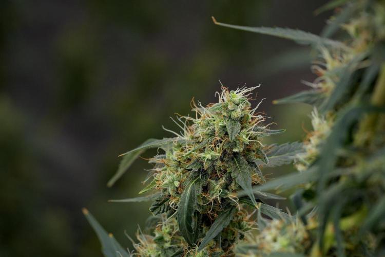 Amnesia Haze Auto by Zamnesia Pheno A. Week 11 - Amnesia Haze Auto Pheno A