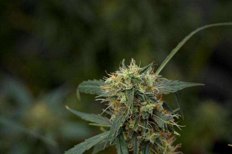 Amnesia Haze Auto by Zamnesia Pheno A. Week 11 - Amnesia Haze Auto Pheno A