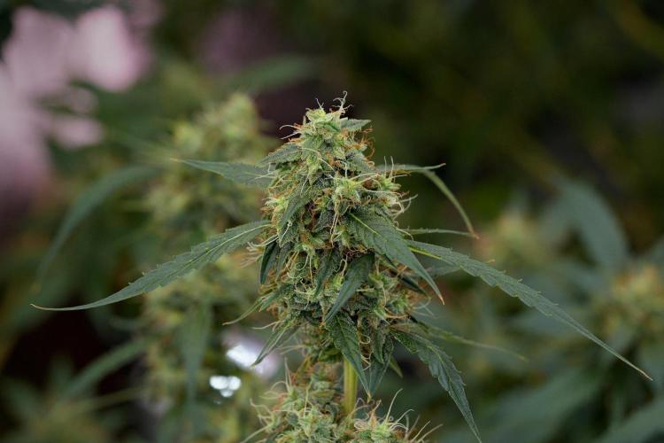 Amnesia Haze Auto by Zamnesia Pheno A. Week 11 - Amnesia Haze Auto Pheno A