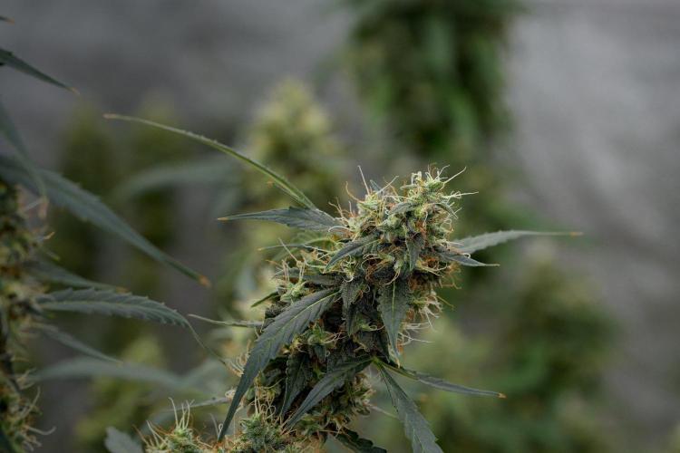 Amnesia Haze Auto by Zamnesia Pheno A. Week 11 - Amnesia Haze Auto Pheno A