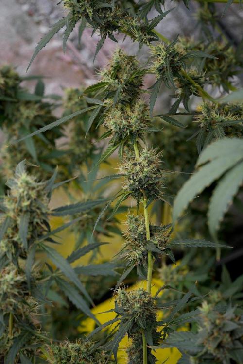 Amnesia Haze Auto by Zamnesia Pheno A. Week 11 - Amnesia Haze Auto Pheno A