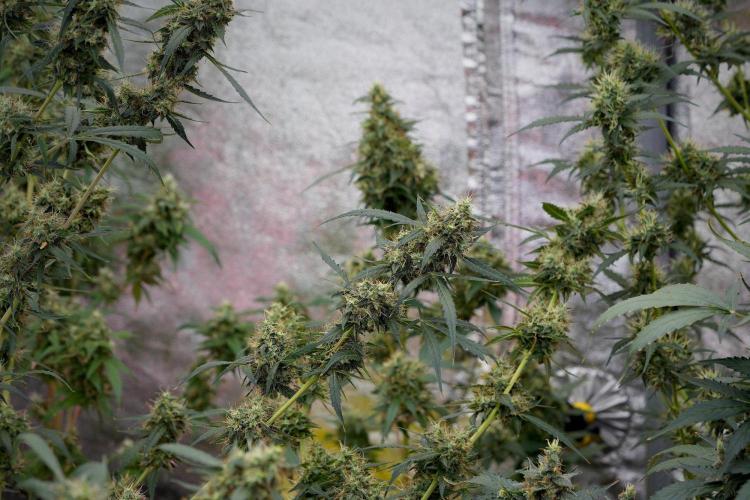 Amnesia Haze Auto by Zamnesia Pheno A. Week 11 - Amnesia Haze Auto Pheno A