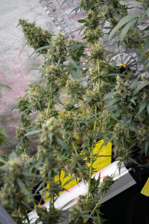 Amnesia Haze Auto by Zamnesia Pheno A. Week 11 - Amnesia Haze Auto Pheno A
