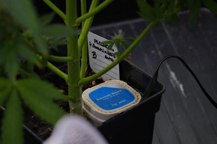 Pheno B Amnesia Haze Auto by Zamnesia. Week 11 - Pheno B Amnesia Haze Auto 