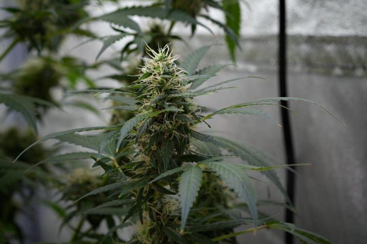 Pheno B Amnesia Haze Auto by Zamnesia. Week 11 - Pheno B Amnesia Haze Auto 