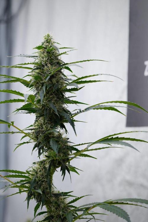 Pheno B Amnesia Haze Auto by Zamnesia. Week 11 - Pheno B Amnesia Haze Auto 