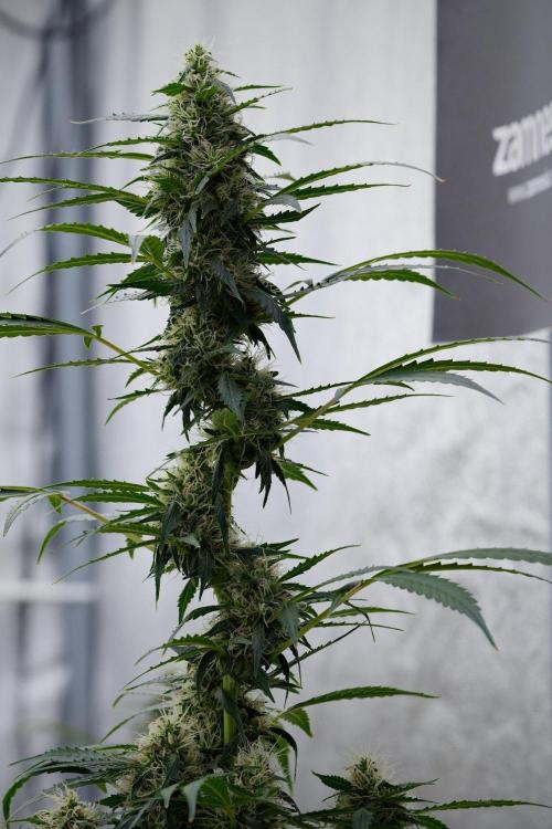 Pheno B Amnesia Haze Auto by Zamnesia. Week 11 - Pheno B Amnesia Haze Auto 