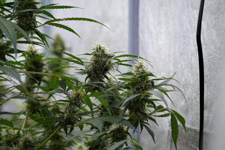 Pheno B Amnesia Haze Auto by Zamnesia. Week 11 - Pheno B Amnesia Haze Auto 