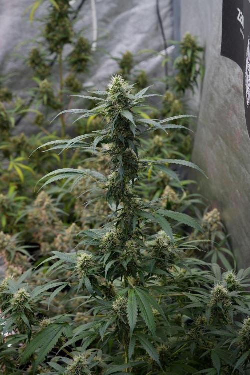 Pheno B Amnesia Haze Auto by Zamnesia. Week 11 - Pheno B Amnesia Haze Auto 