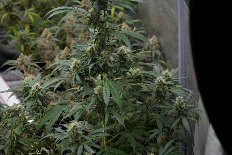Pheno B Amnesia Haze Auto by Zamnesia. Week 11 - Pheno B Amnesia Haze Auto 
