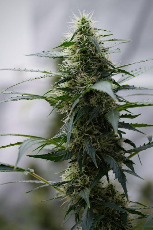 Pheno B Amnesia Haze Auto by Zamnesia. Week 11 - Pheno B Amnesia Haze Auto 