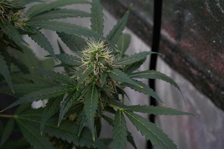 Pheno B Amnesia Haze Auto by Zamnesia. Week 11 - Pheno B Amnesia Haze Auto 