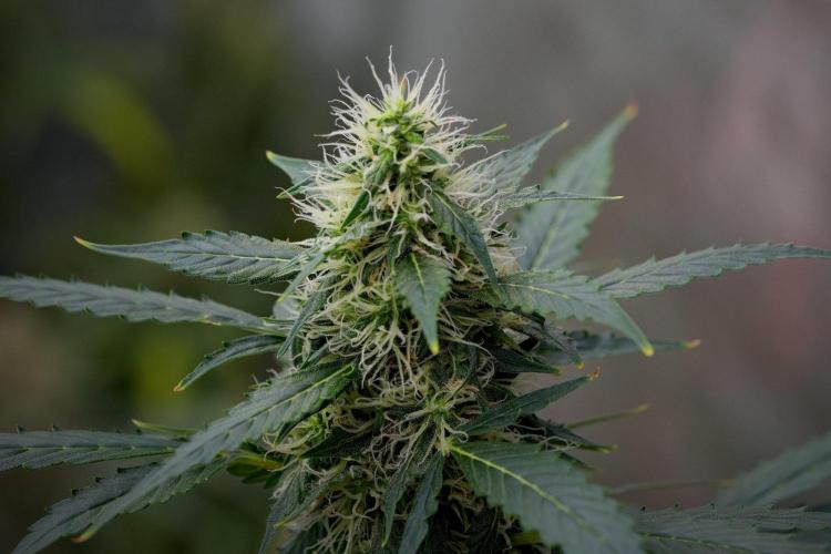 Pheno B Amnesia Haze Auto by Zamnesia. Week 11 - Pheno B Amnesia Haze Auto 