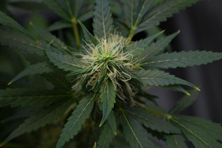Pheno B Amnesia Haze Auto by Zamnesia. Week 11 - Pheno B Amnesia Haze Auto 