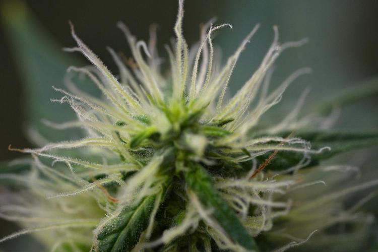Pheno B Amnesia Haze Auto by Zamnesia. Week 11 - Pheno B Amnesia Haze Auto 