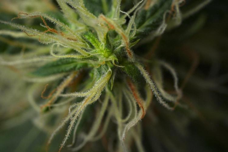 Pheno B Amnesia Haze Auto by Zamnesia. Week 11 - Pheno B Amnesia Haze Auto 