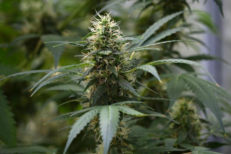Pheno B Amnesia Haze Auto by Zamnesia. Week 11 - Pheno B Amnesia Haze Auto 