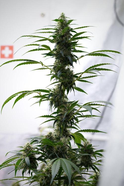 Pheno B Amnesia Haze Auto by Zamnesia. Week 11 - Pheno B Amnesia Haze Auto 