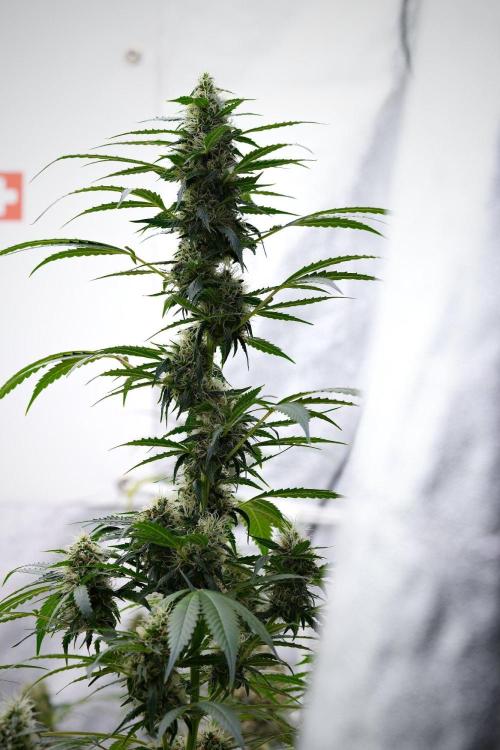 Pheno B Amnesia Haze Auto by Zamnesia. Week 11 - Pheno B Amnesia Haze Auto 