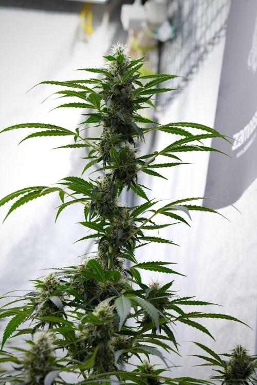 Pheno B Amnesia Haze Auto by Zamnesia. Week 11 - Pheno B Amnesia Haze Auto 