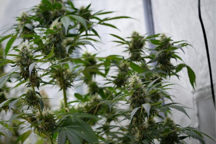 Pheno B Amnesia Haze Auto by Zamnesia. Week 11 - Pheno B Amnesia Haze Auto 