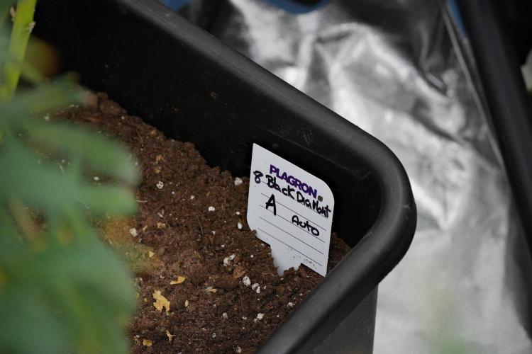 Black Diamond Auto By Zamnesia Pheno A. Week 11 - Black Diamond Auto Pheno A 