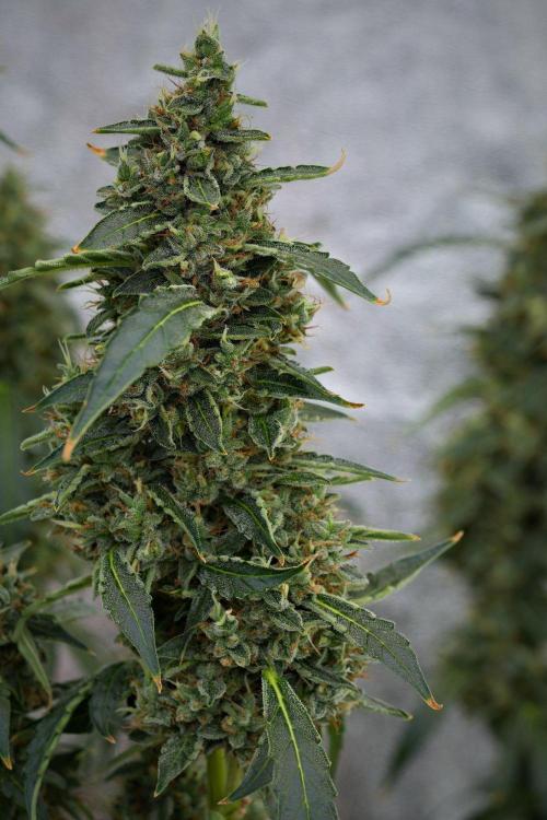 Black Diamond Auto By Zamnesia Pheno A. Week 11 - Black Diamond Auto Pheno A 