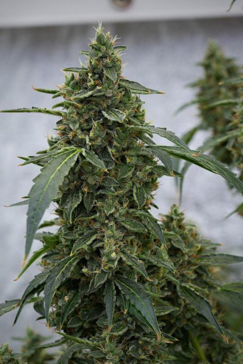 Black Diamond Auto By Zamnesia Pheno A. Week 11 - Black Diamond Auto Pheno A 