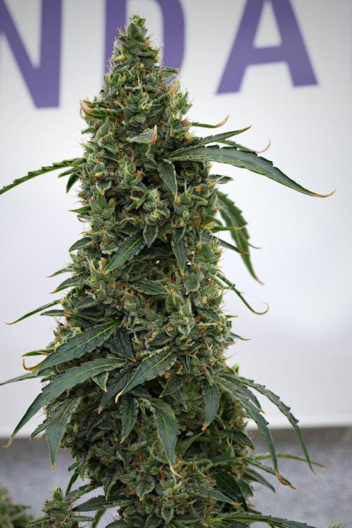 Black Diamond Auto By Zamnesia Pheno A. Week 11 - Black Diamond Auto Pheno A 