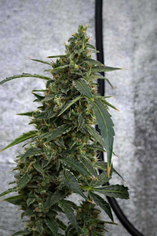 Black Diamond Auto By Zamnesia Pheno A. Week 11 - Black Diamond Auto Pheno A 